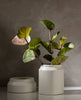 Pots and Planters